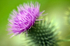 Thistle - 0982