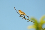 Chiffchaff