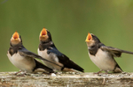 Swallow - Hirundo rustica