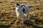 Grisedale-7