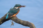 Kingfisher Alcedo Atthis069