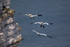 Gannet