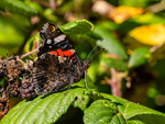 Red Admiral