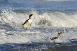 Gentoo Penguin surfing breaking wave, Sea Lion Island, Falklands