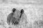Black Rhino