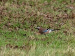 Jay