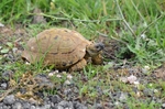 Spur-thighed Tortoise