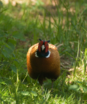 Pheasant