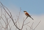 Red-backed Shrike