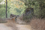 Tiger cub, Bandhavgarh National Park, India