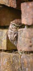 Little Owl