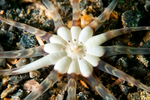 Peachia cylindrica