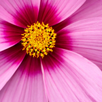 Cosmos