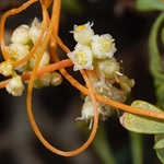 Field Dodder (Cuscuta campestris)