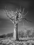 Tree Study in Infrared #3
