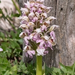 Milky Orchid (Neotinea lactea. syn.Orchis lactea )