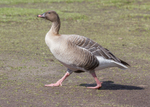 Pink-footed Goose 2