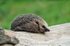 Hedgehog