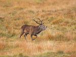 Red Deer - Cervus elaphus