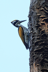 White-naped Woodpecker (female), Bandhavgarh Tiger Reserve, India
