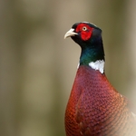 Pheasant