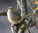 Lazy Cisticola