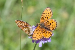 Lesser Marbled Fritillary