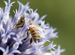 Insect_ 037