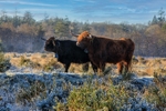 Highland Cattle