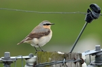 Northern Wheatear