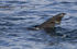 BASKING SHARK TAIL FIN, ISLE OF MULL