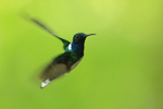 White-necked Jacobin (male) manoeuvring, Panama