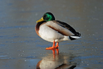 Mallard