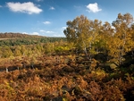 Wharncliffe Heath (15)