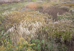 OCTOBER MEADOW #1- NORFOLK COUNTY
