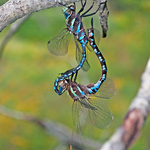 Lance-tipped Darner (mating pair)