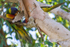 Lorikeet eating paperbark 1 0A3A4448