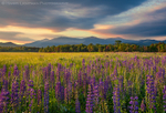 Lupine Carpet
