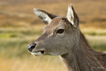 Red Deer Hind