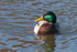 Mallard