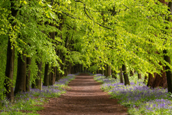 Bluebell path
