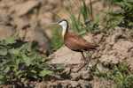 African Jacana.
