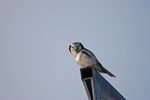 Northern Hawk Owl
