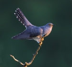 Male Cuckoo