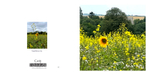 011 Sunflowers