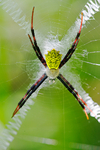 Argiope Spider Kenya