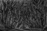Dark Hedges, Northern Ireland.