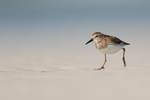 Least Sandpiper running, Fort De Soto Park, Florida