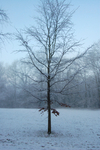 Clifton in snow_B0155