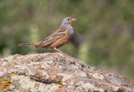 Cretzschmar's Bunting